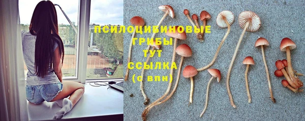 ПСИЛОЦИБИНОВЫЕ ГРИБЫ Алзамай